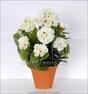 Bukiet sztuczny Geranium biały 40 cm