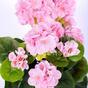 Bukiet sztuczny Geranium różowy 40 cm