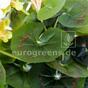 Bukiet sztuczny Geranium różowy 40 cm