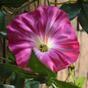Girlanda sztuczna Petunia różowa 180 cm