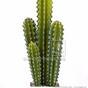 Kaktus sztuczny San Pedro 55 cm