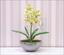 Roślina sztuczna Orchidea Cymbidium jasnozielona 50 cm