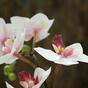 Roślina sztuczna Orchidea różowa 50 cm