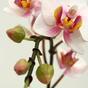 Roślina sztuczna Orchidea różowa 50 cm