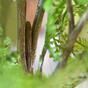 Roślina sztuczna Samica paproci 75 cm