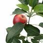 Sztuczna gałąź Jabłoń z jabłkiem 72 cm