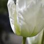 Sztuczna gałąź Tulipan krem 70 cm