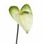 Sztuczna gałązka Anturium biało-zielona 55 cm