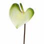 Sztuczna gałązka Anturium zielono-biała 50 cm