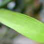 Sztuczna gałązka Bambus 60 cm