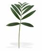 Sztuczna gałązka Chamédorea zgrabna 60 cm