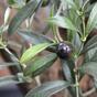Sztuczna gałązka Drzewo oliwne z oliwkami 54 cm
