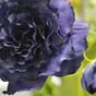 Sztuczna gałązka Eustoma niebieska 80 cm