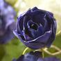 Sztuczna gałązka Eustoma niebieska 80 cm