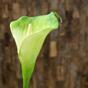 Sztuczna gałązka Kamelia zielono-biała 55 cm