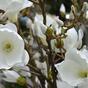 Sztuczna gałązka Krem Magnolia 100 cm