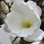 Sztuczna gałązka Krem Magnolia 100 cm