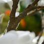 Sztuczna gałązka Krem Magnolia 100 cm