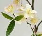 Sztuczna gałązka Kremowa wiśnia 120 cm