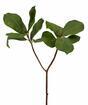 Sztuczna gałązka Magnolia 65 cm