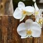 Sztuczna gałązka orchidei biała 55 cm