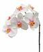 Sztuczna gałązka Orchidei różowo-biała 55 cm