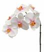 Sztuczna gałązka Orchidei różowo-biała 55 cm