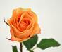 Sztuczna gałązka Różana pomarańcza 52 cm