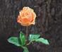 Sztuczna gałązka Różana pomarańcza 52 cm