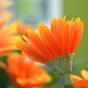Sztuczna gerbera pomarańczowa 30 cm