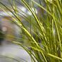 Sztuczna jasnozielona żłobiąca wiązka trawy 60 cm