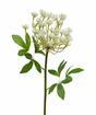 Sztuczna łodyga Krem koperkowy 55 cm