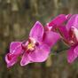 Sztuczna orchidea fioletowa 80 cm