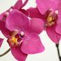 Sztuczna orchidea fioletowa 80 cm
