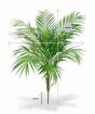 Sztuczna palma Areca 80 cm