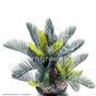 Sztuczna palma Cycas 50 cm