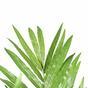 Sztuczna palma Kentia 210 cm