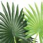 Sztuczna palma Livistona mini 160 cm