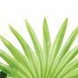 Sztuczna palma Livistona mini 160 cm