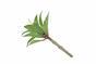 Sztuczna roślina Agawa 16 cm