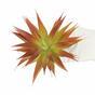 Sztuczna roślina Agawa czerwona 18 cm