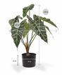 Sztuczna roślina Allocasia Amazonica 60 cm