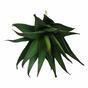 Sztuczna roślina Aloes 13,5 cm