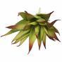 Sztuczna roślina Aloes czerwony 13,5 cm
