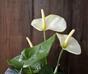 Sztuczna roślina Anturium białe 40 cm