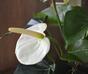 Sztuczna roślina Anturium białe 40 cm