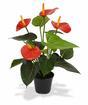 Sztuczna roślina Anturium czerwone 40 cm