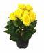 Sztuczna roślina Begonia żółta 25 cm