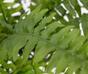 Sztuczna roślina Boston paproć 40 cm