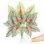 Sztuczna roślina Calladium wielobarwna 50 cm